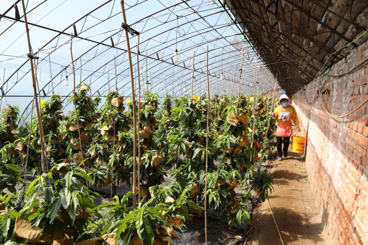 张丽夫妇种有600棵油蟠桃,一冬天,包括春节都没闲着,整天"泡"在大棚里
