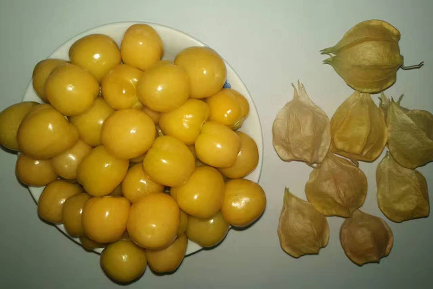 辽宁相册——辽宁土特产 丹东凤城洋菇娘:长在"灯笼"里的黄色浆果