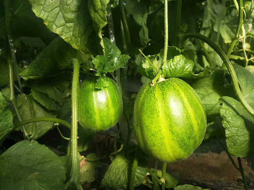 锦州北镇香瓜:绿皮香瓜脆甜飘香